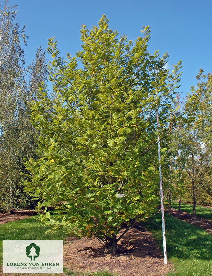 Pterocarya fraxinifolia