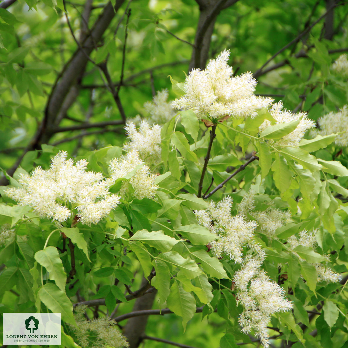 Fraxinus ornus