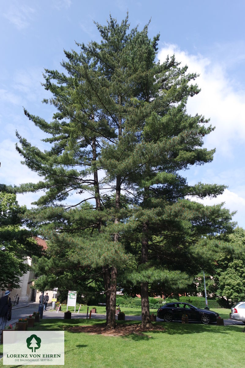 Pinus schwerinii