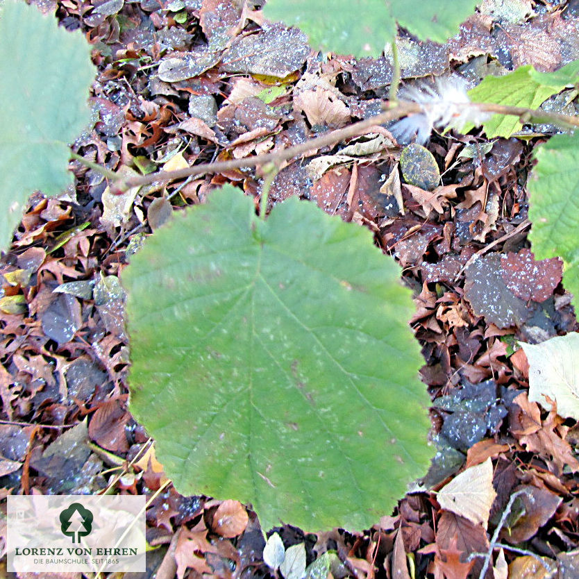 Corylus avellana