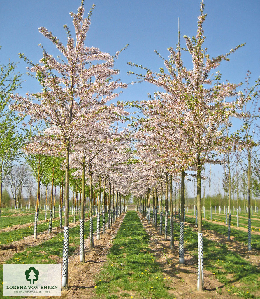 Prunus yedoensis