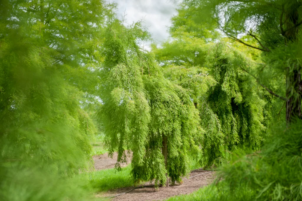 Taxodium distichum Nutans Unikat der Baumschule Lorenz von Ehren