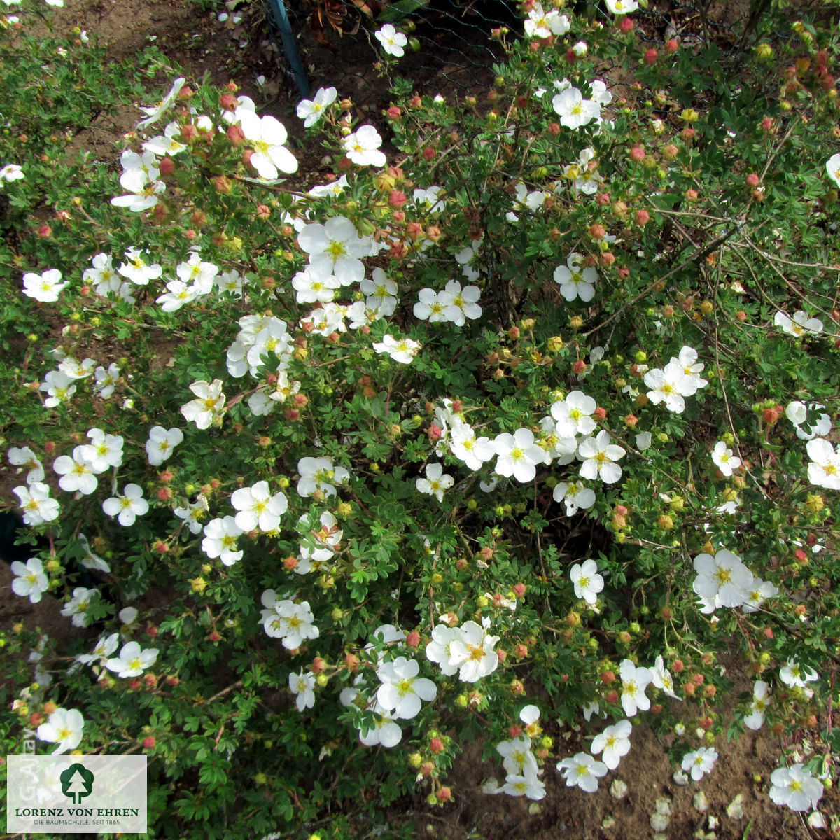 Potentilla fruticosa 'Abbotswood'