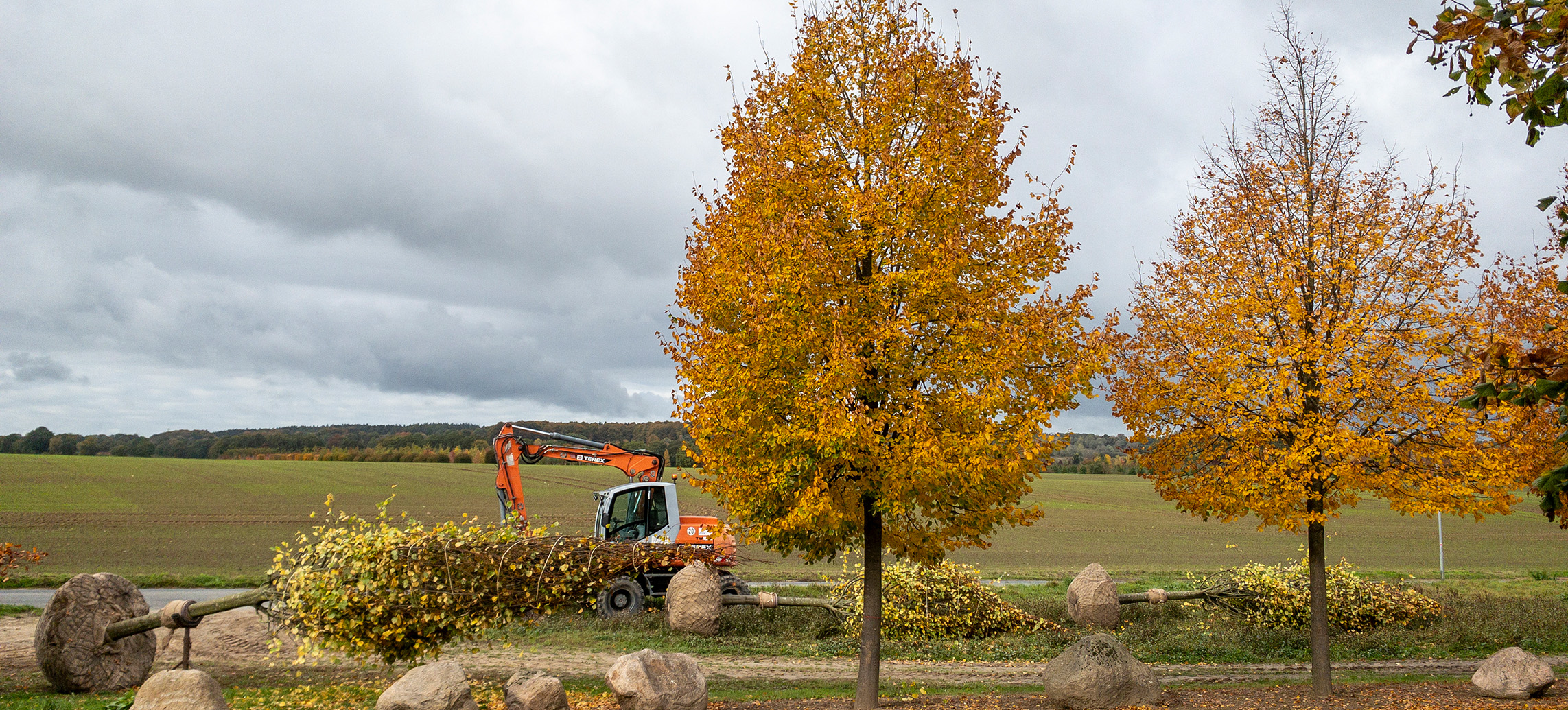 Zwei große Bäume und ein Bagger