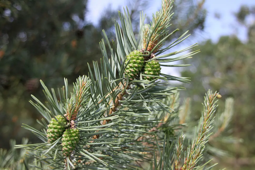 Pinus sylvestris Unikat