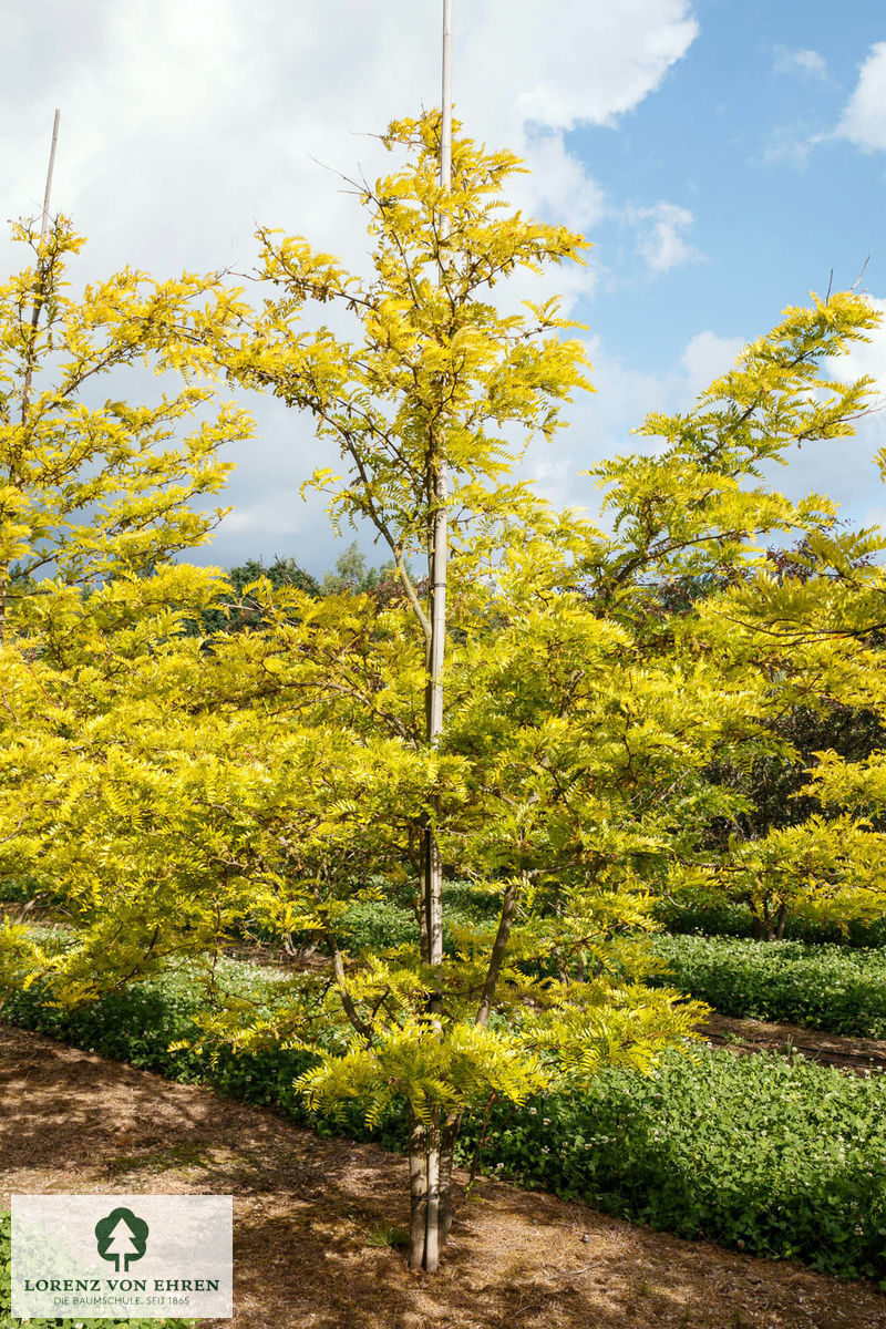 Gleditsia triacanthos 'Sunburst'