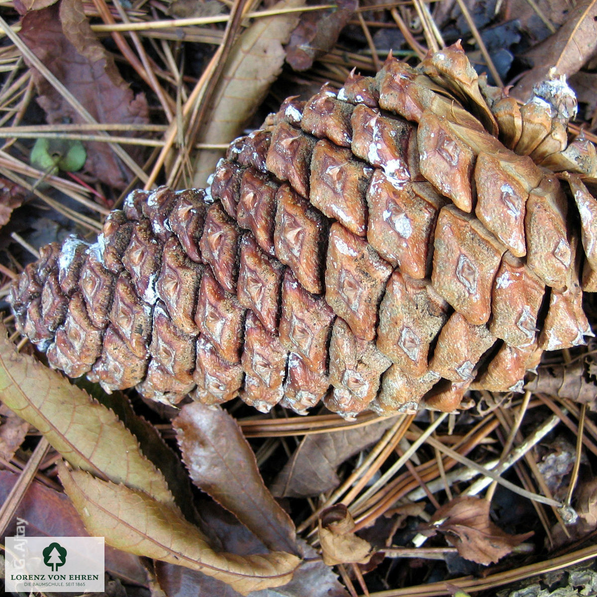 Pinus jeffreyi