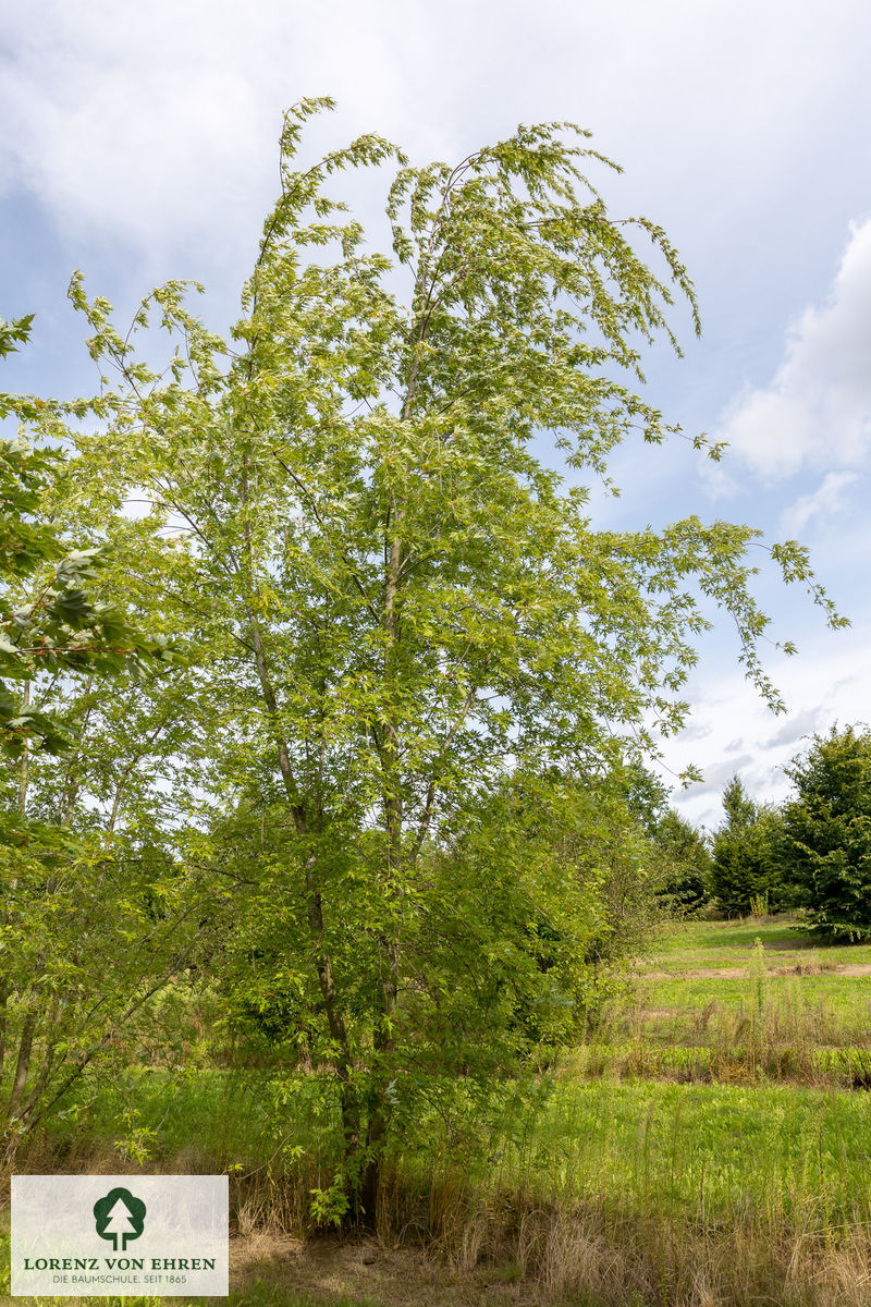 Acer saccharinum 'Wieri'