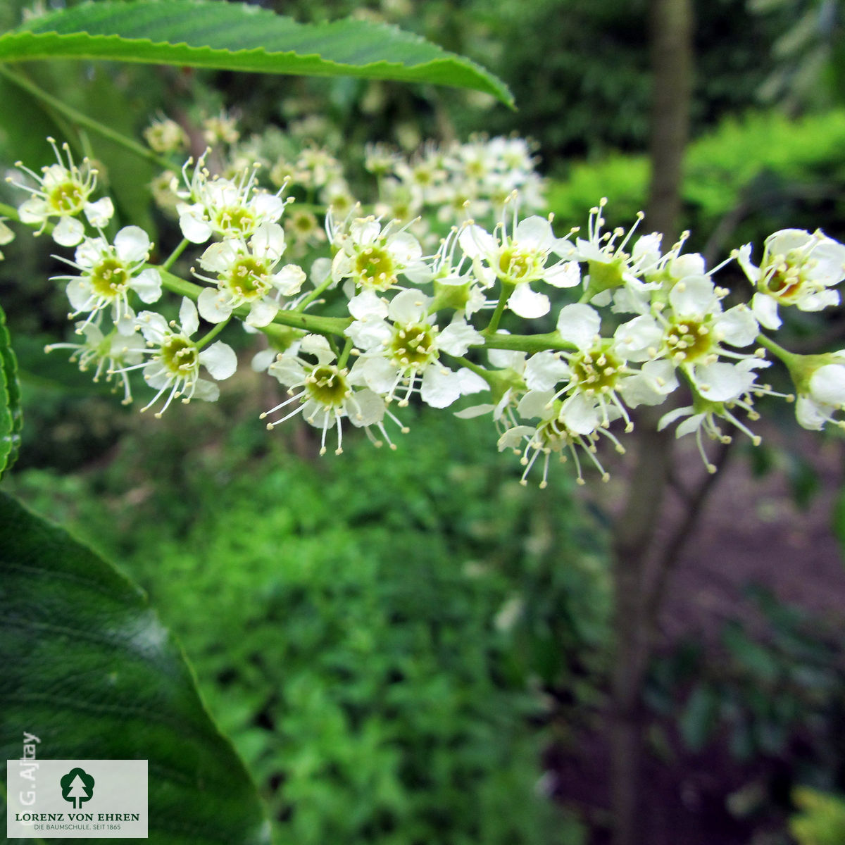 Prunus serotina