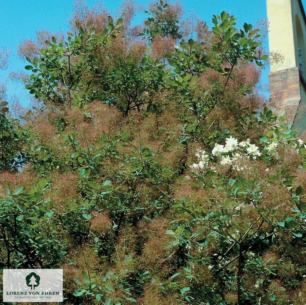 Cotinus coggygria