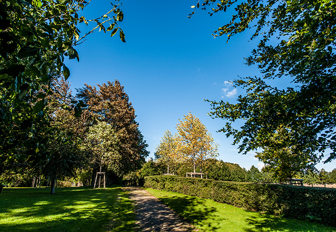 Herbststimmung blauer Himmel Weg führt zu frisch gepflanzten Bäumen