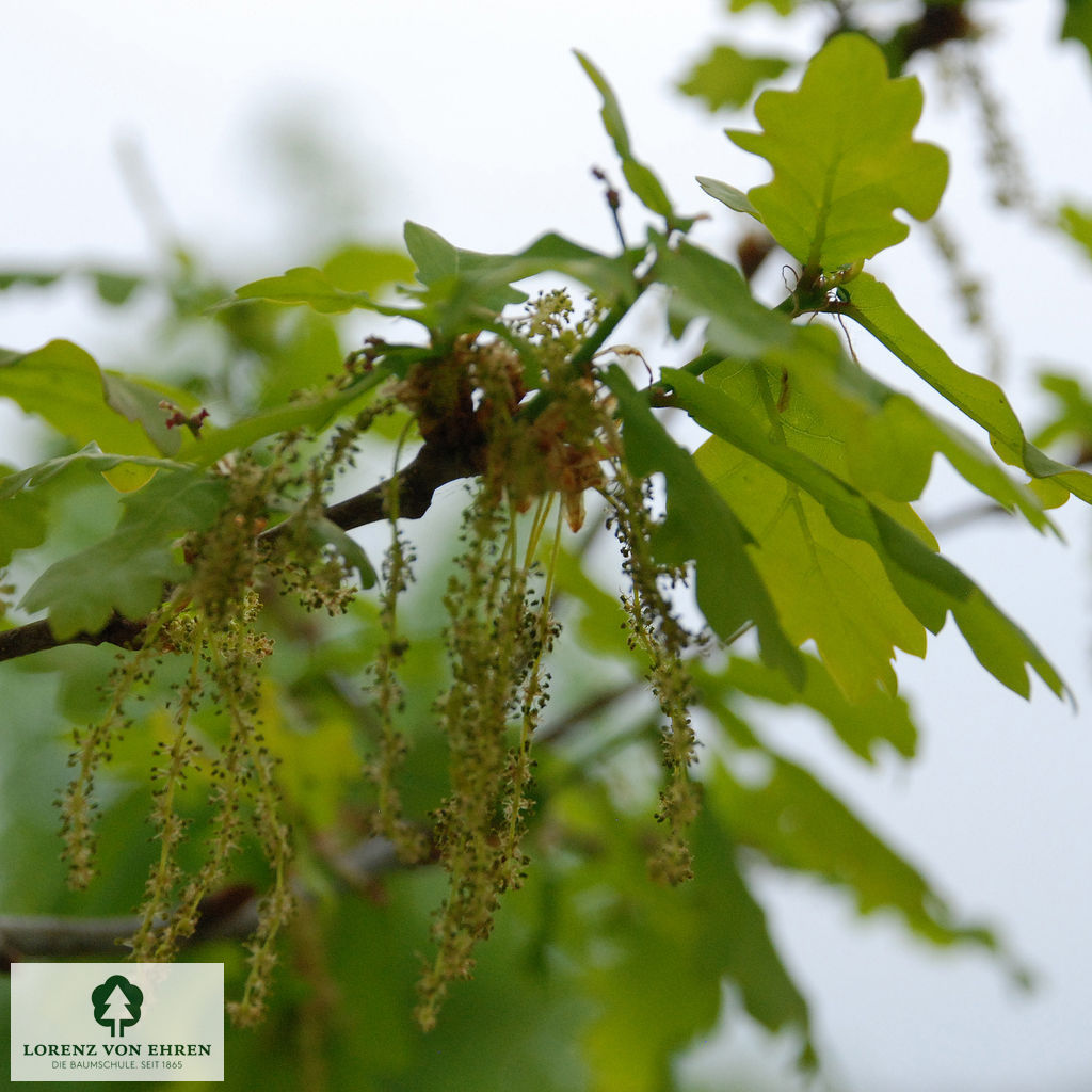 Quercus robur