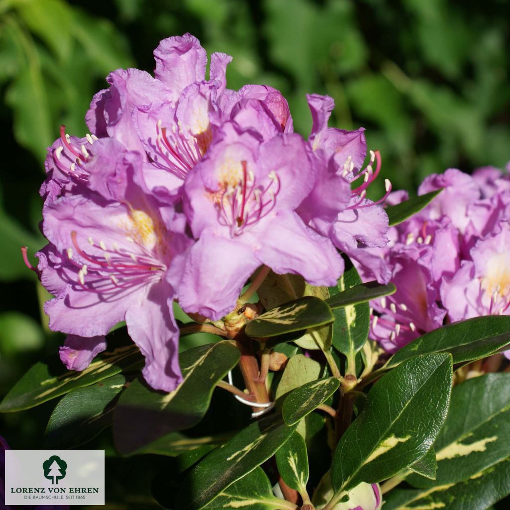 Rhododendron Hybride 'Goldflimmer'