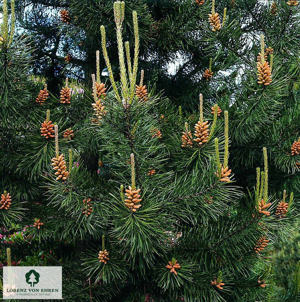 Pinus contorta 'Compacta'