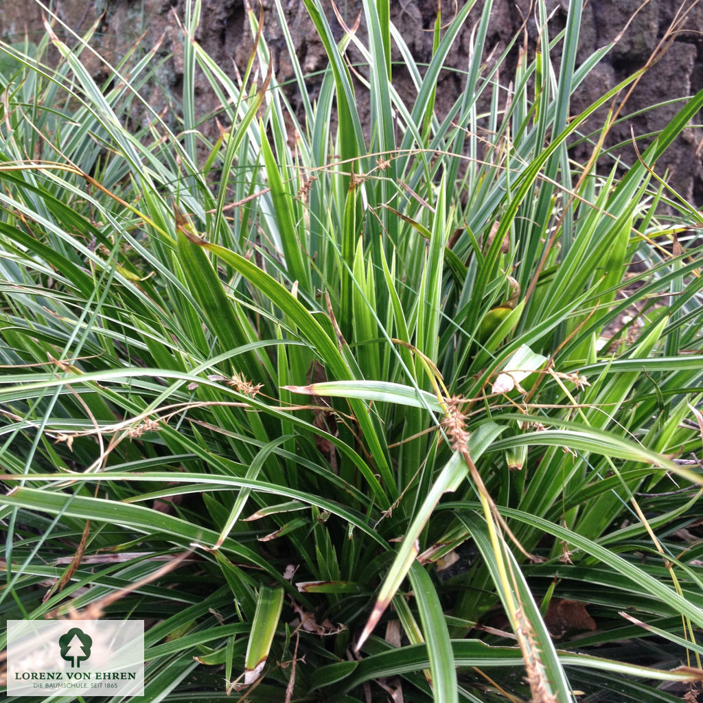 Carex morrowii 'Variegata'