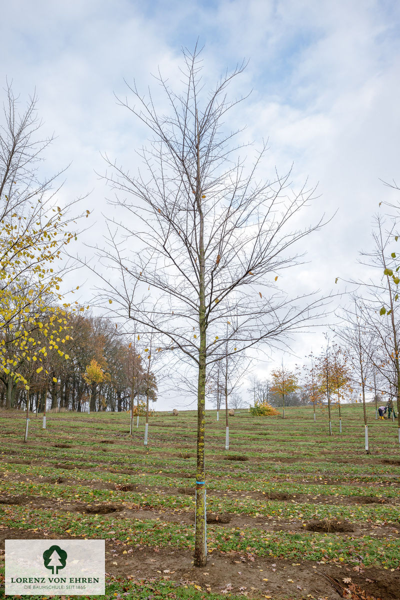 Ulmus laevis