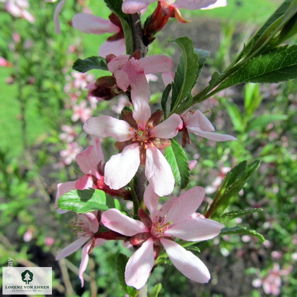 Prunus tenella