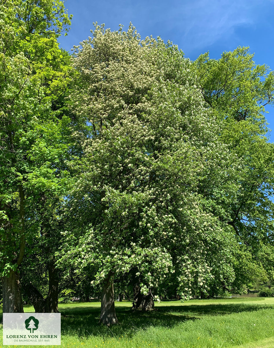 Sorbus intermedia