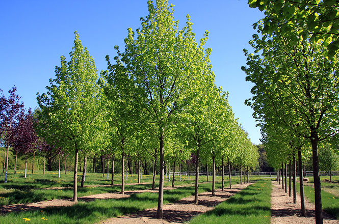 Tilia europaea Pallida