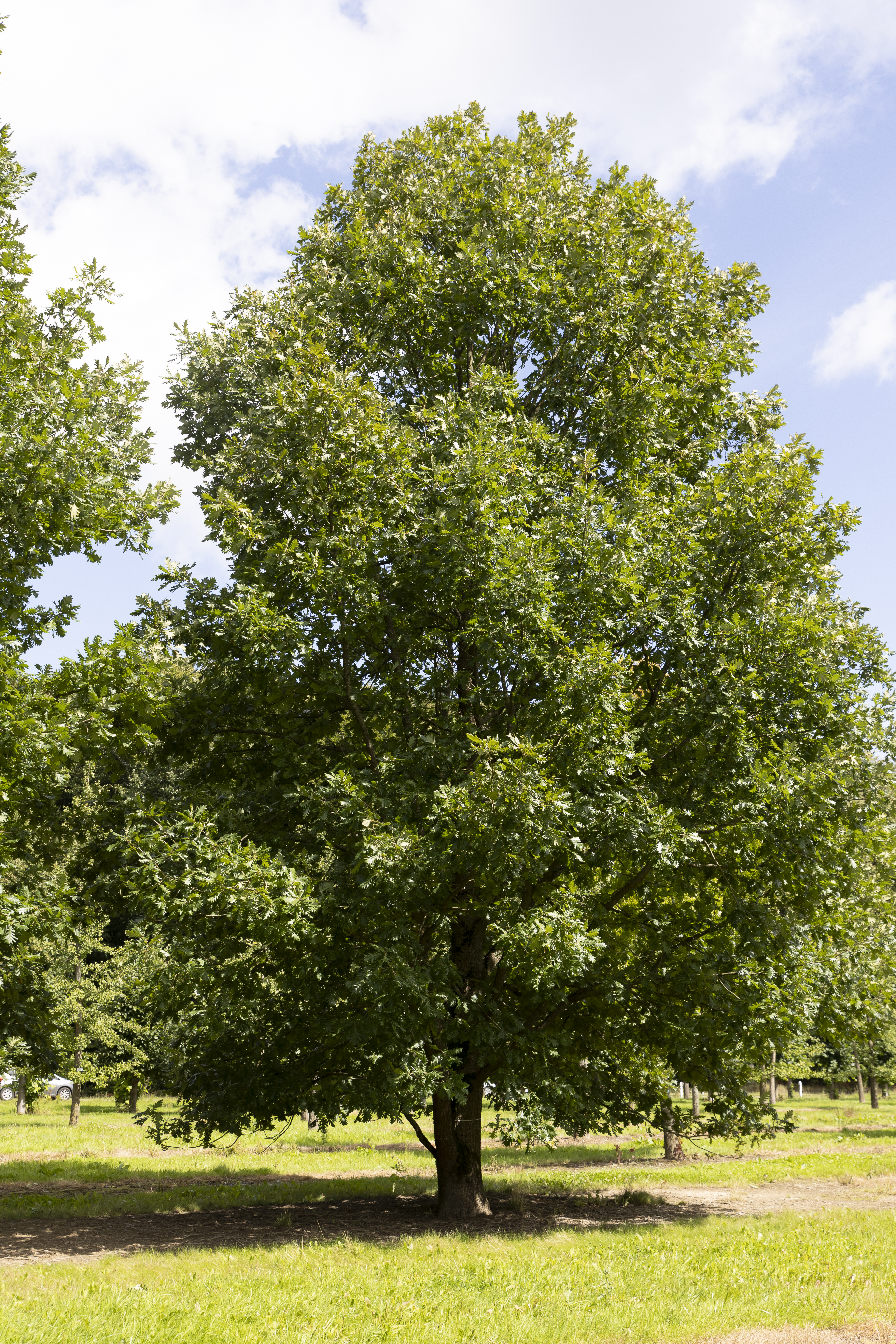 Quercus frainetto Unikat