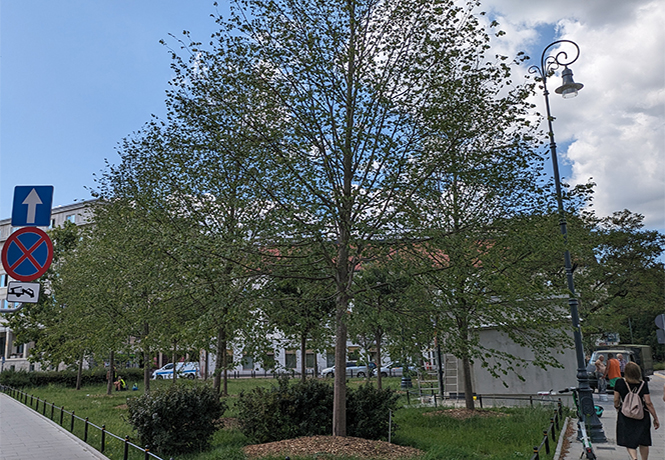 Ein Stadtpark mit großen frisch gepflanzten Bäumen