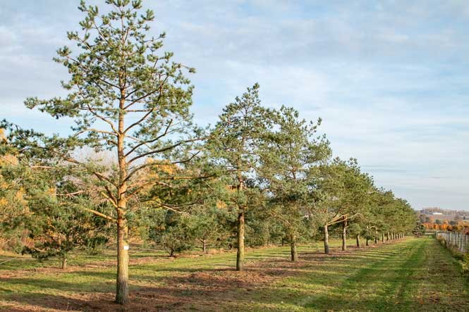 Pinus sylvestris Hochstamm Hochstammkiefern licht und leicht in der Baumschule