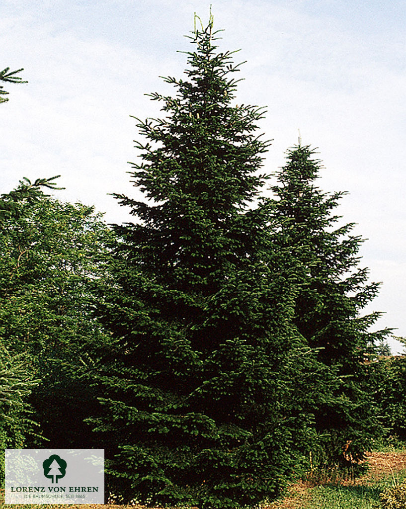 Abies nordmanniana