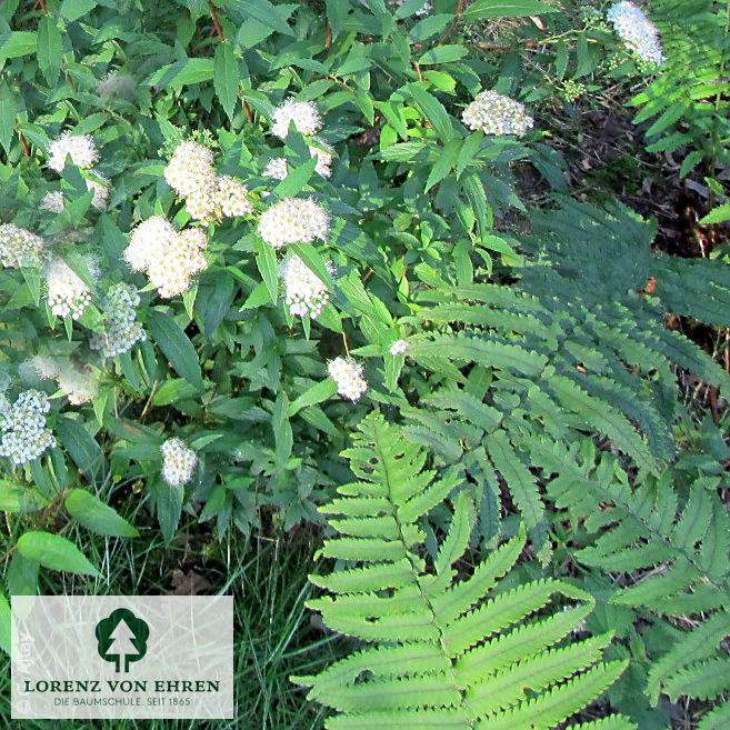 Spiraea japonica 'Albiflora'