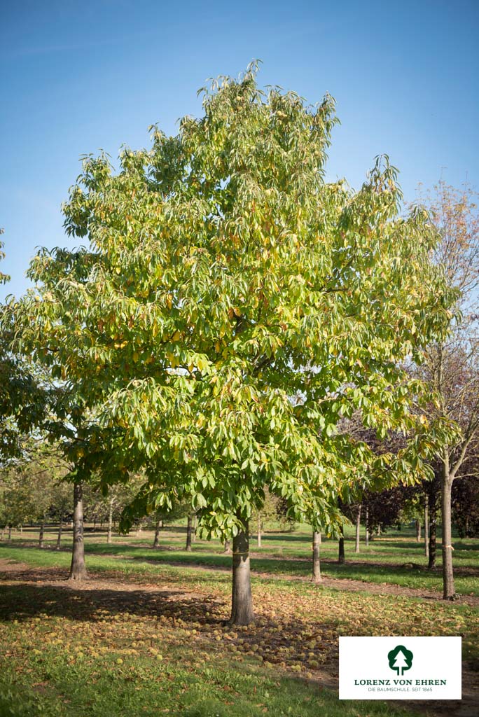 Unser Castanea sativa Unikat ist ein pflegeleichter Baum, der auch in städtischen Gärten gut gedeiht. Er ist eine gute Wahl für Gartenbesitzer, die nach einem Baum suchen, der mit seinen leckeren Früchten überzeugt.