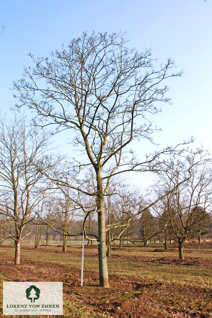 Acer platanoides 'Schwedleri'