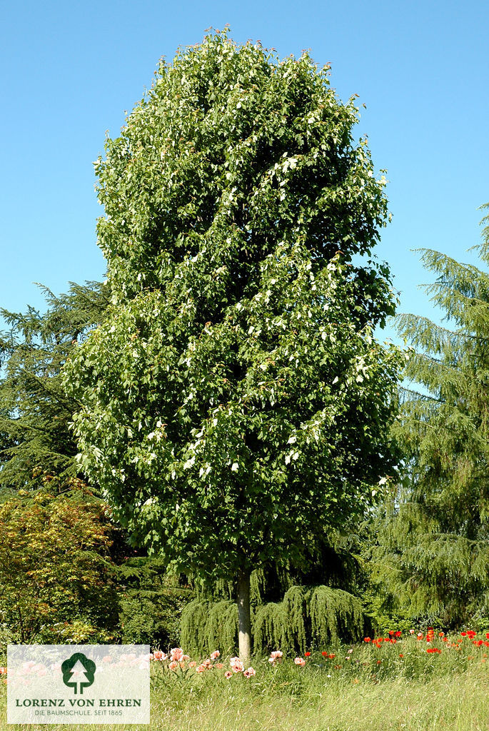 Liriodendron tulipifera 'Fastigiatum'