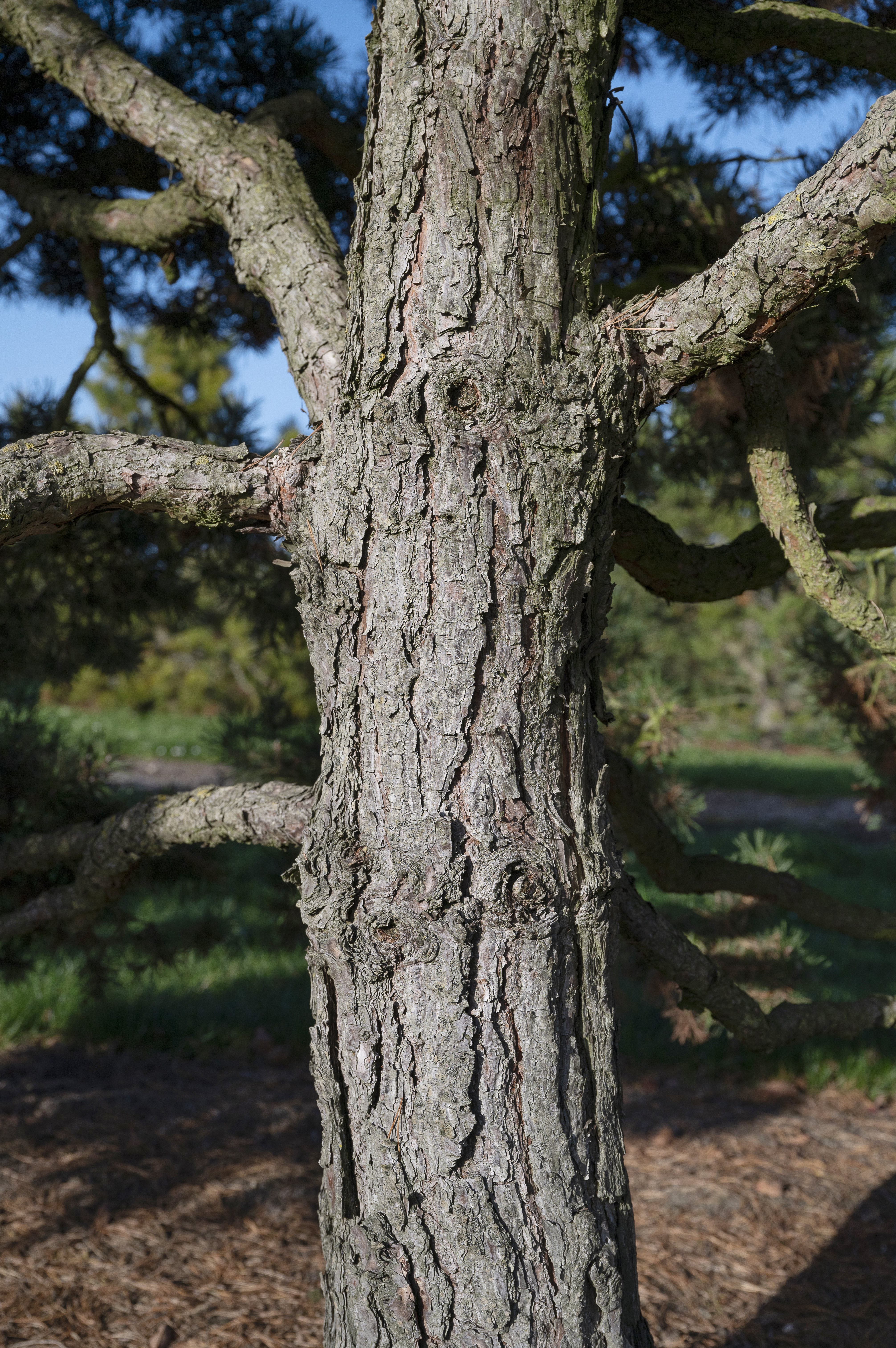 Pinus sylvestris 'Globosa Viridis' Unikat