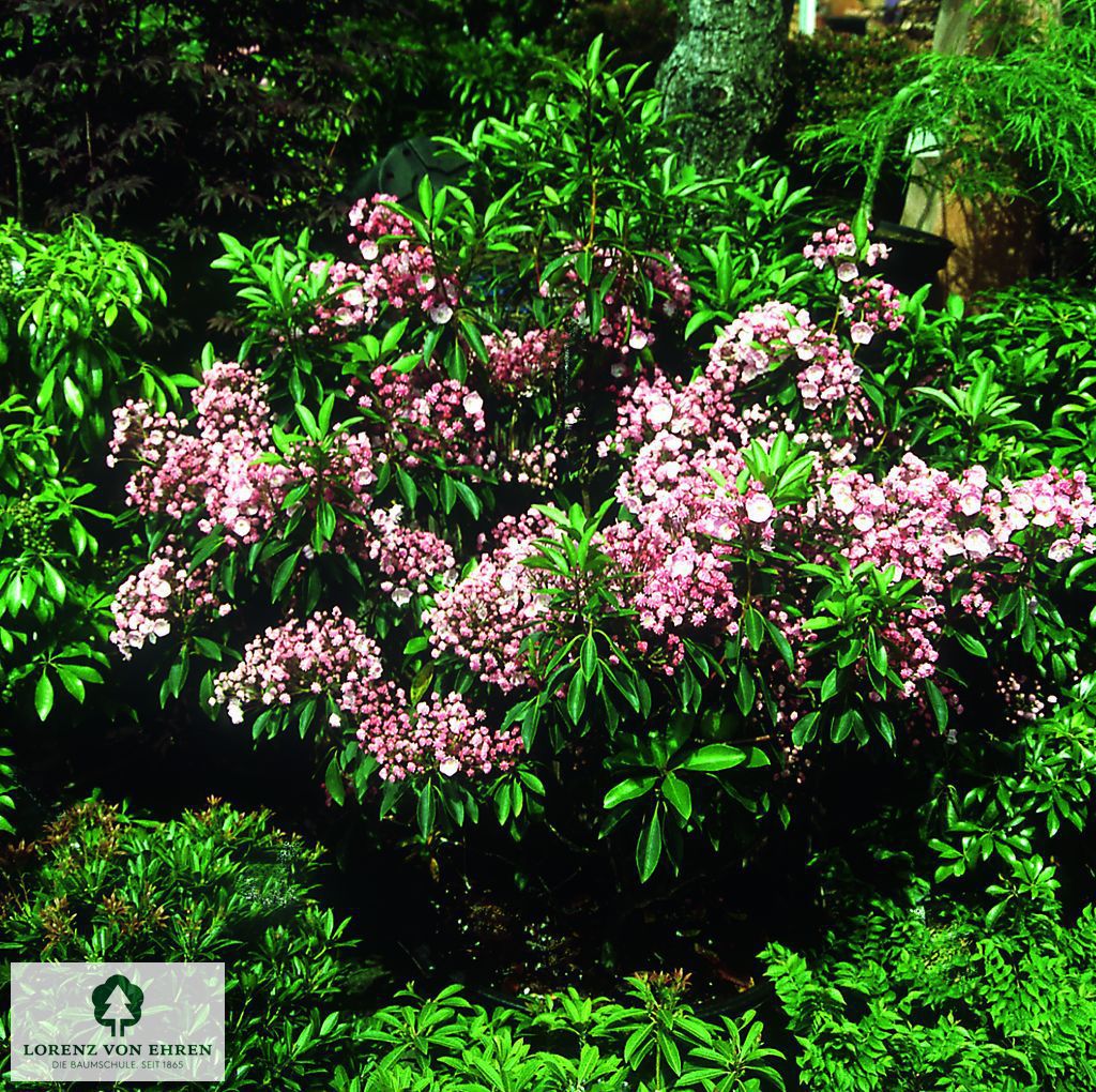 Kalmia latifolia 'Pinwheel'