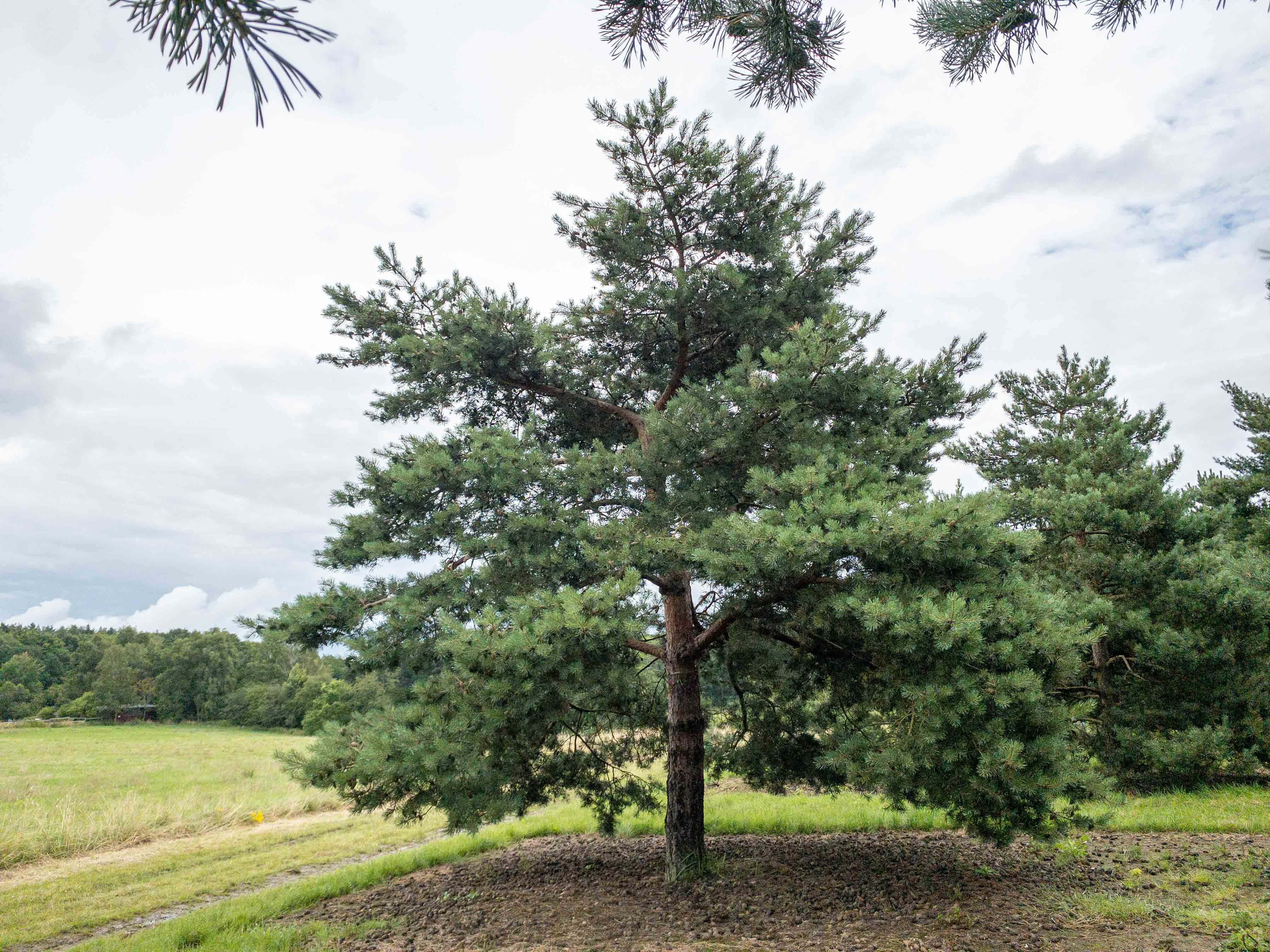 Pinus sylvestris 'Norske Typ' Unikat
