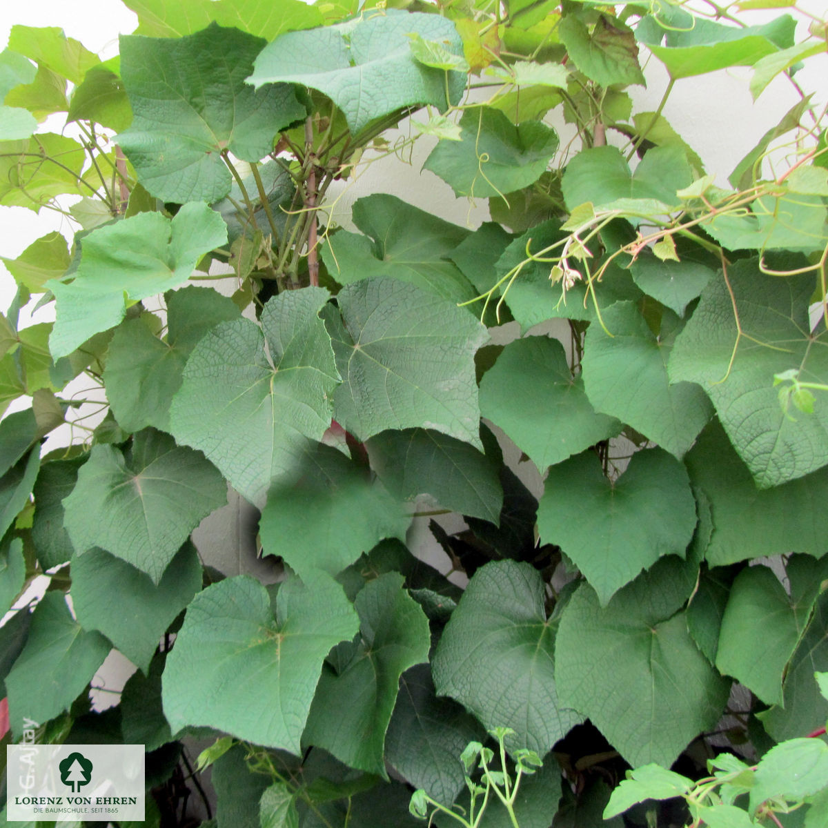 Vitis coignetiae