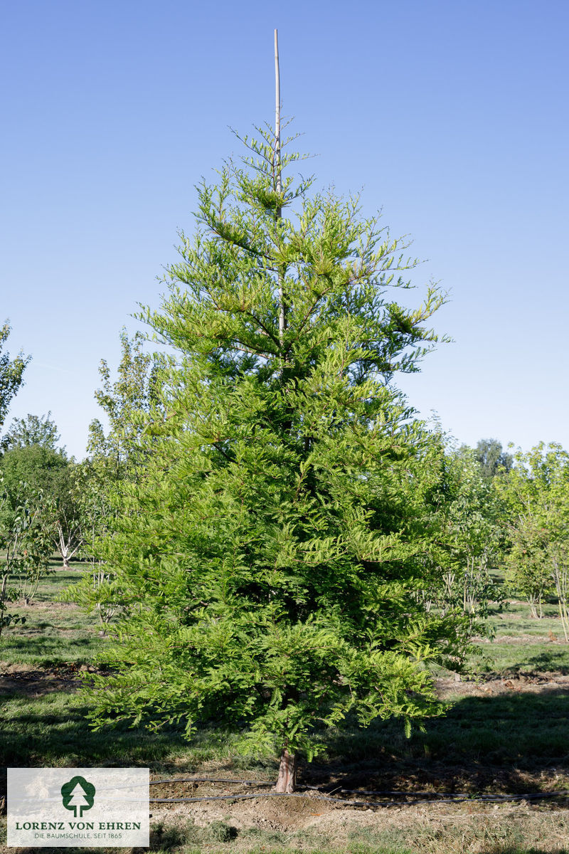 Taxodium distichum