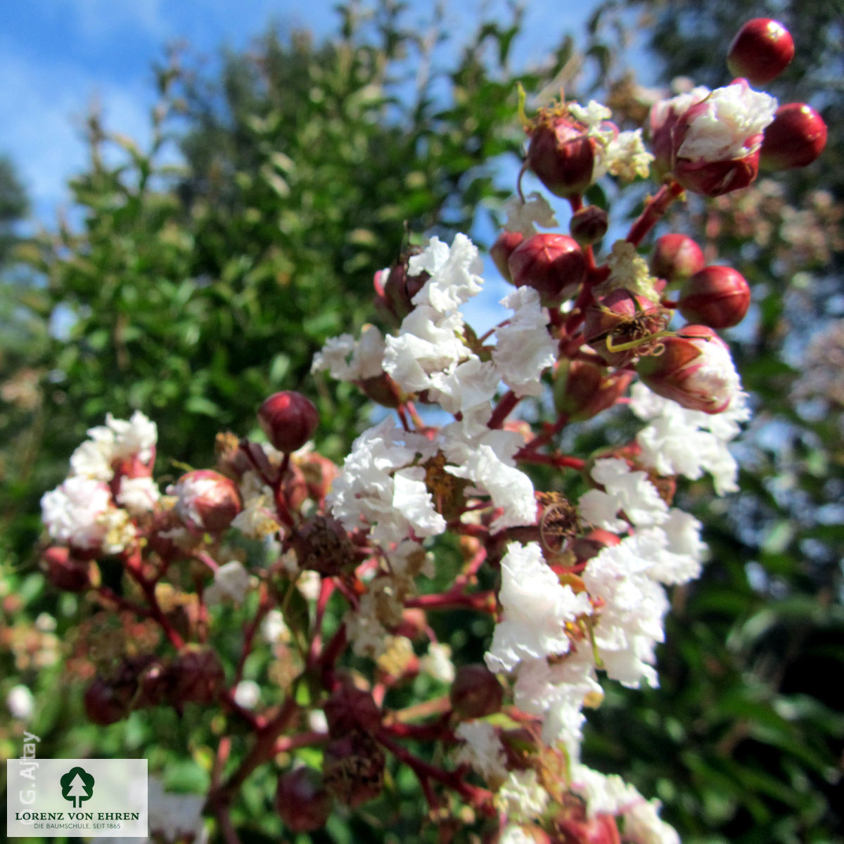 Lagerstroemia indica 'Weiß'