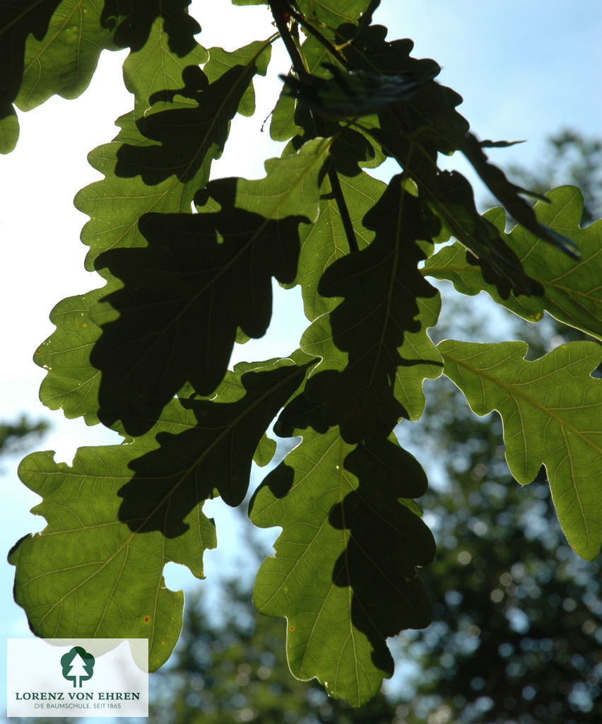 Quercus robur