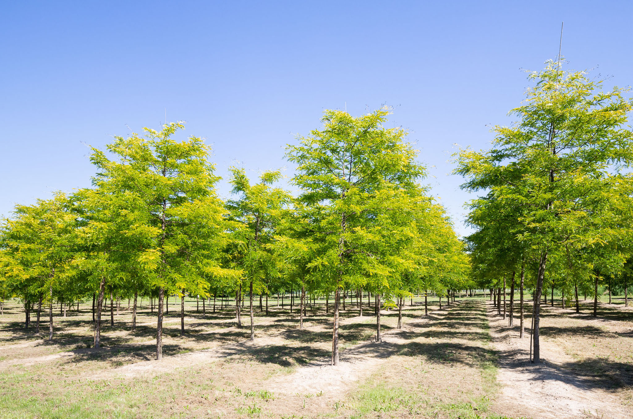 Eine Baumschulreihe hoher, schlanker Bäume mit hellgrünen Blättern.