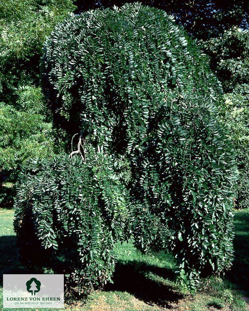 Caragana arborescens 'Pendula'