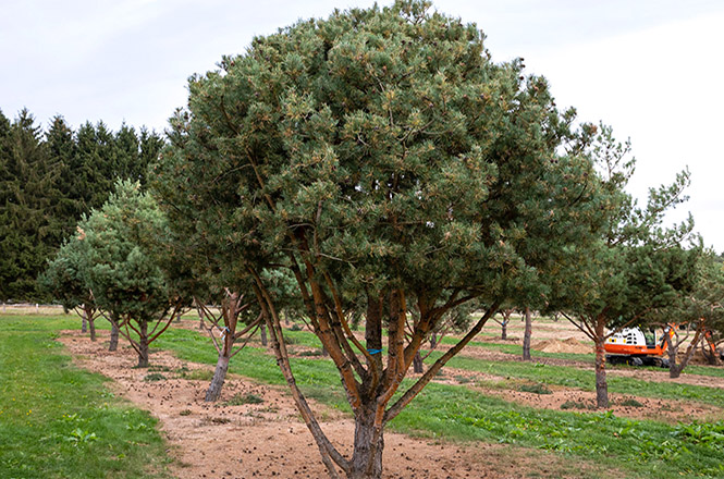 Pinus sylvestris norske Typ in der Baumschule Mehrstämmige, schirmförmige Kiefern