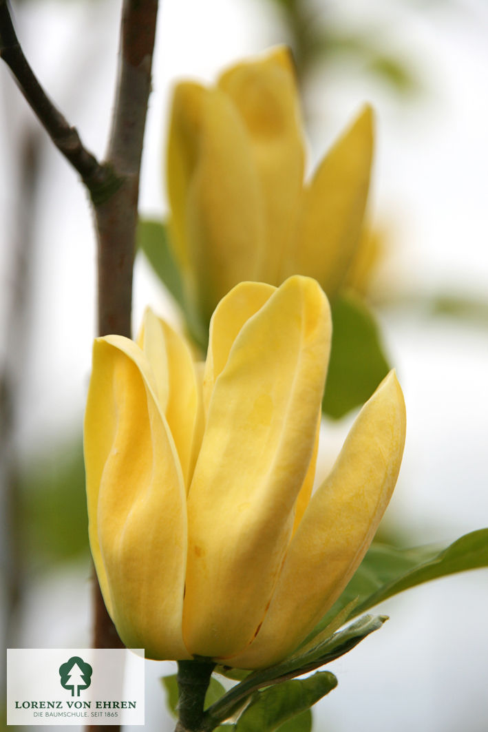 Magnolia 'Yellow Bird'