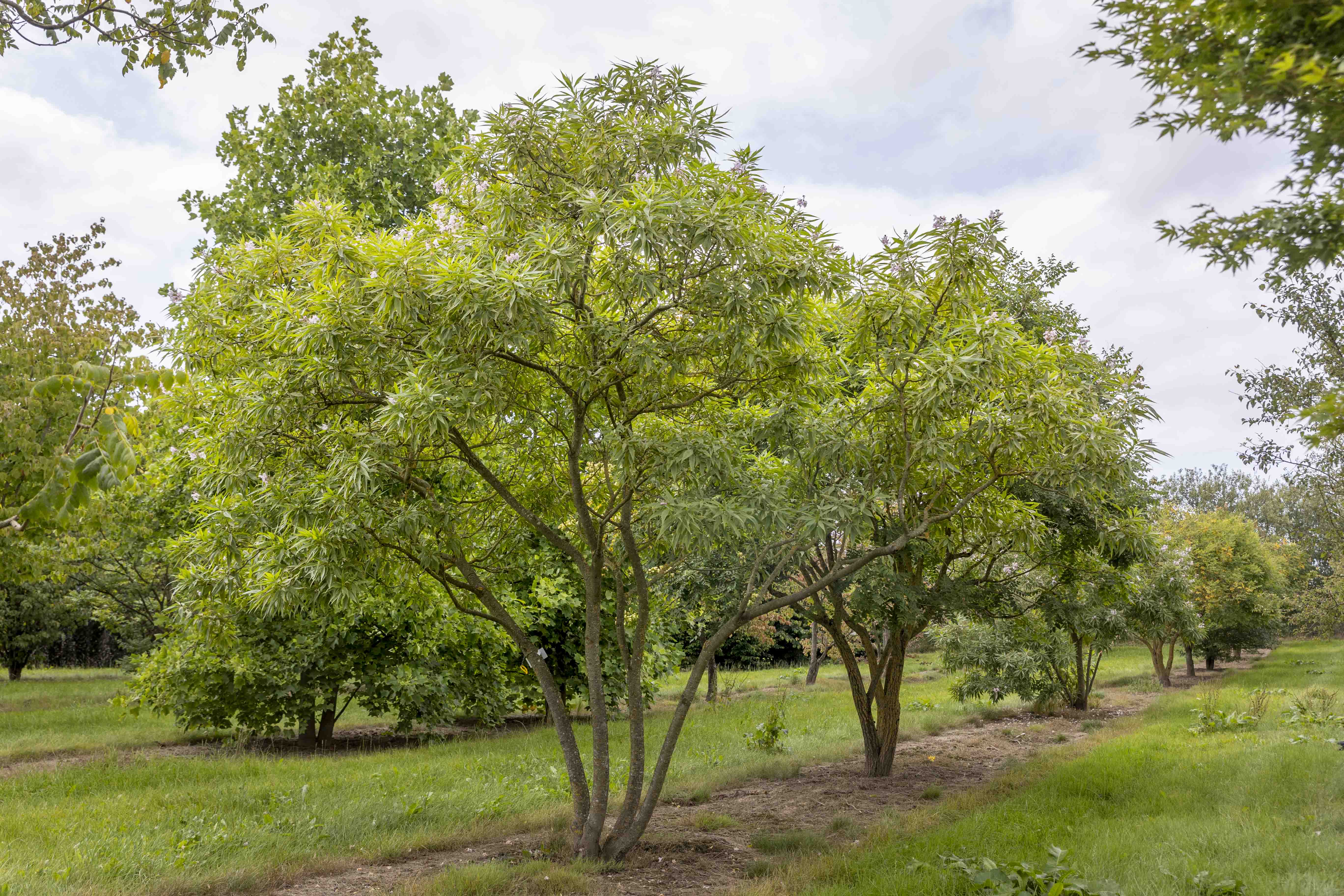 Chitalpa tashkentensis Unikat