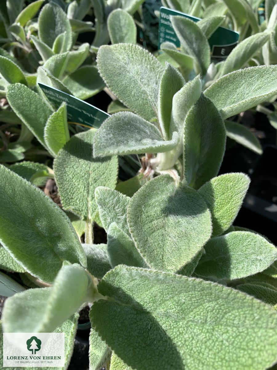 Stachys byzantina 'Big Ears'