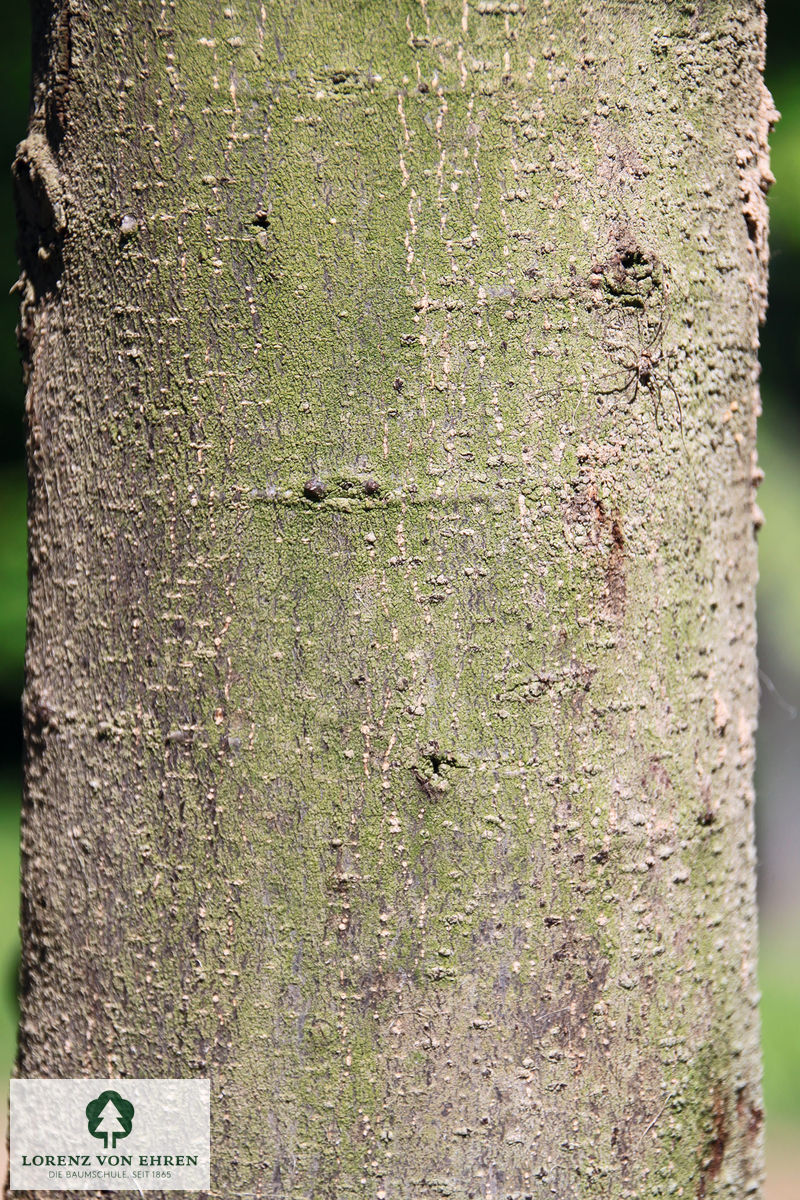 Quercus ilex
