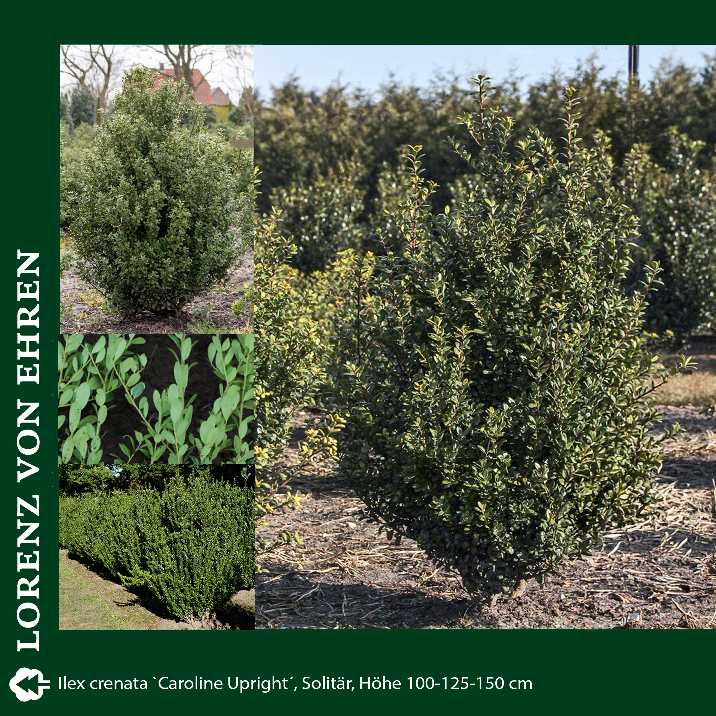 Busch mit grünem Blatt