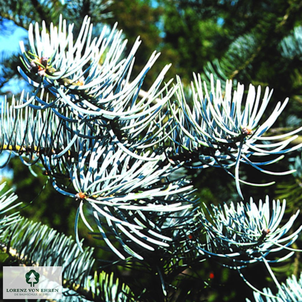 Abies concolor