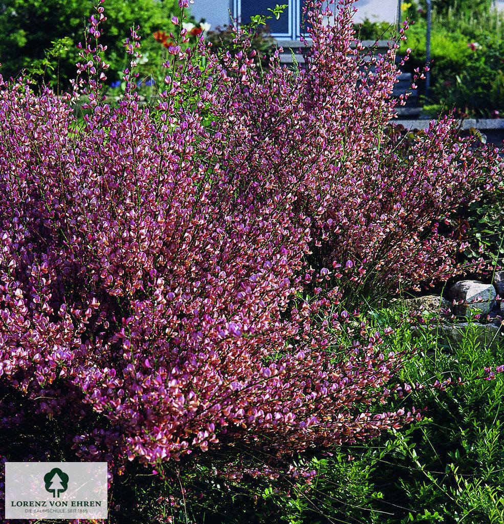 Cytisus praecox 'Hollandia'