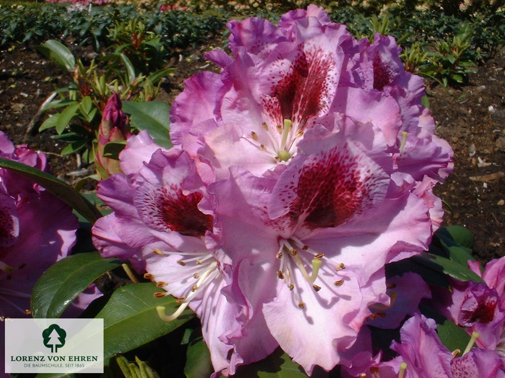 Rhododendron Hybride 'Pfauenauge'