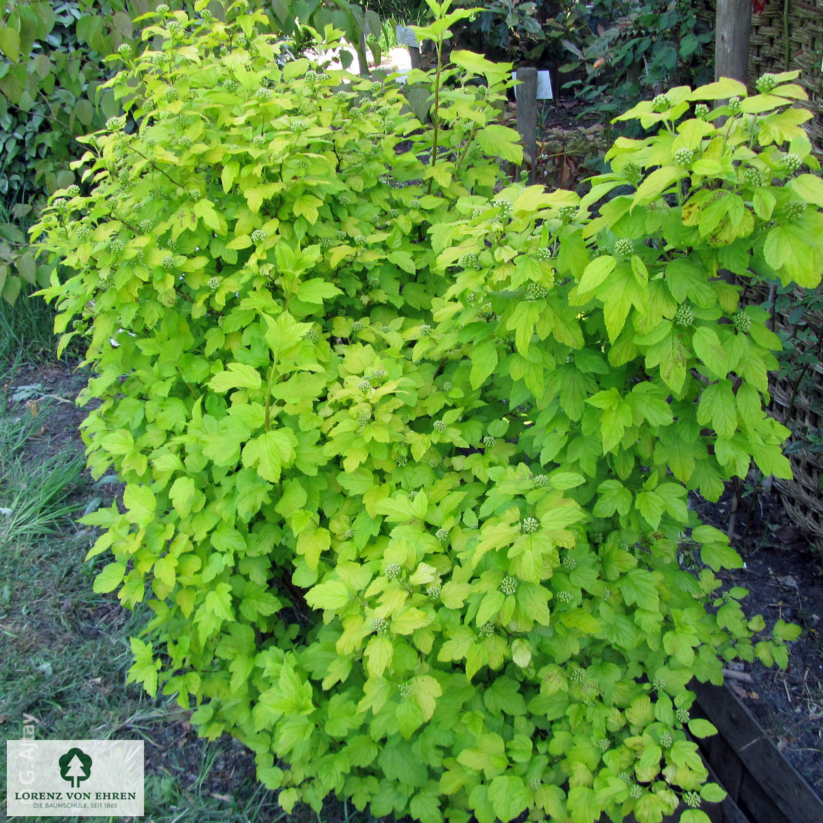 Physocarpus opulifolius 'Dart's Gold'